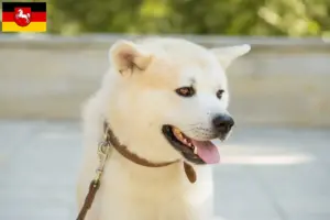 Lire la suite à propos de l’article Kishu éleveurs et chiots en Basse-Saxe