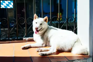 Lire la suite à propos de l’article Kishu éleveurs et chiots en Bavière