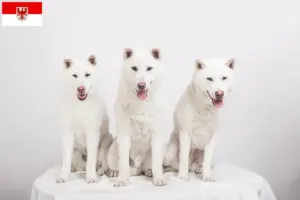 Lire la suite à propos de l’article Éleveurs de Kishu et chiots dans le Brandebourg
