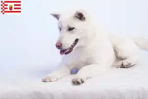 Lire la suite à propos de l’article Éleveurs de Kishu et chiots à Brême