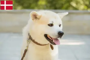 Lire la suite à propos de l’article Éleveurs de Kishu et chiots au Danemark