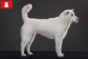 Lire la suite à propos de l’article Éleveurs de Kishu et chiots à Hambourg