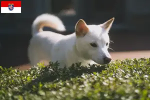 Lire la suite à propos de l’article Éleveurs de Kishu et chiots en Hesse