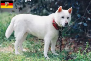 Lire la suite à propos de l’article Kishu éleveurs et chiots en Sarre