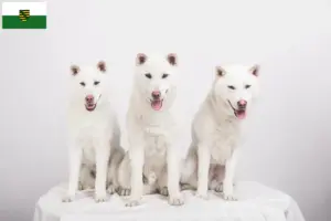 Lire la suite à propos de l’article Kishu éleveurs et chiots en Saxe
