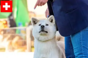Lire la suite à propos de l’article Éleveurs de Kishu et chiots en Suisse