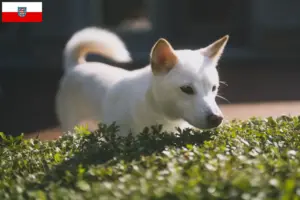 Lire la suite à propos de l’article Éleveurs de Kishu et chiots en Thuringe