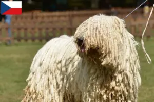 Lire la suite à propos de l’article Komondor éleveurs et chiots en République tchèque