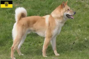 Lire la suite à propos de l’article Korea Jindo Dog éleveurs et chiots en Baden-Württemberg