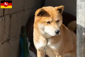 Lire la suite à propos de l’article Korea Jindo Dog éleveurs et chiots en Basse-Saxe