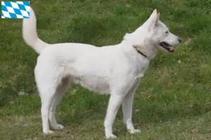 Lire la suite à propos de l’article Korea Jindo Dog éleveurs et chiots en Bavière