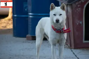 Lire la suite à propos de l’article Korea Jindo Dog éleveurs et chiots à Berlin