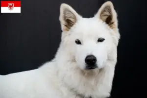 Lire la suite à propos de l’article Korea Jindo Dog éleveurs et chiots en Brandebourg