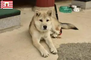 Lire la suite à propos de l’article Korea Jindo Dog éleveurs et chiots à Brême