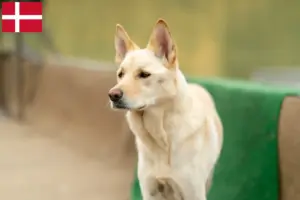 Lire la suite à propos de l’article Korea Jindo Dog éleveurs et chiots au Danemark