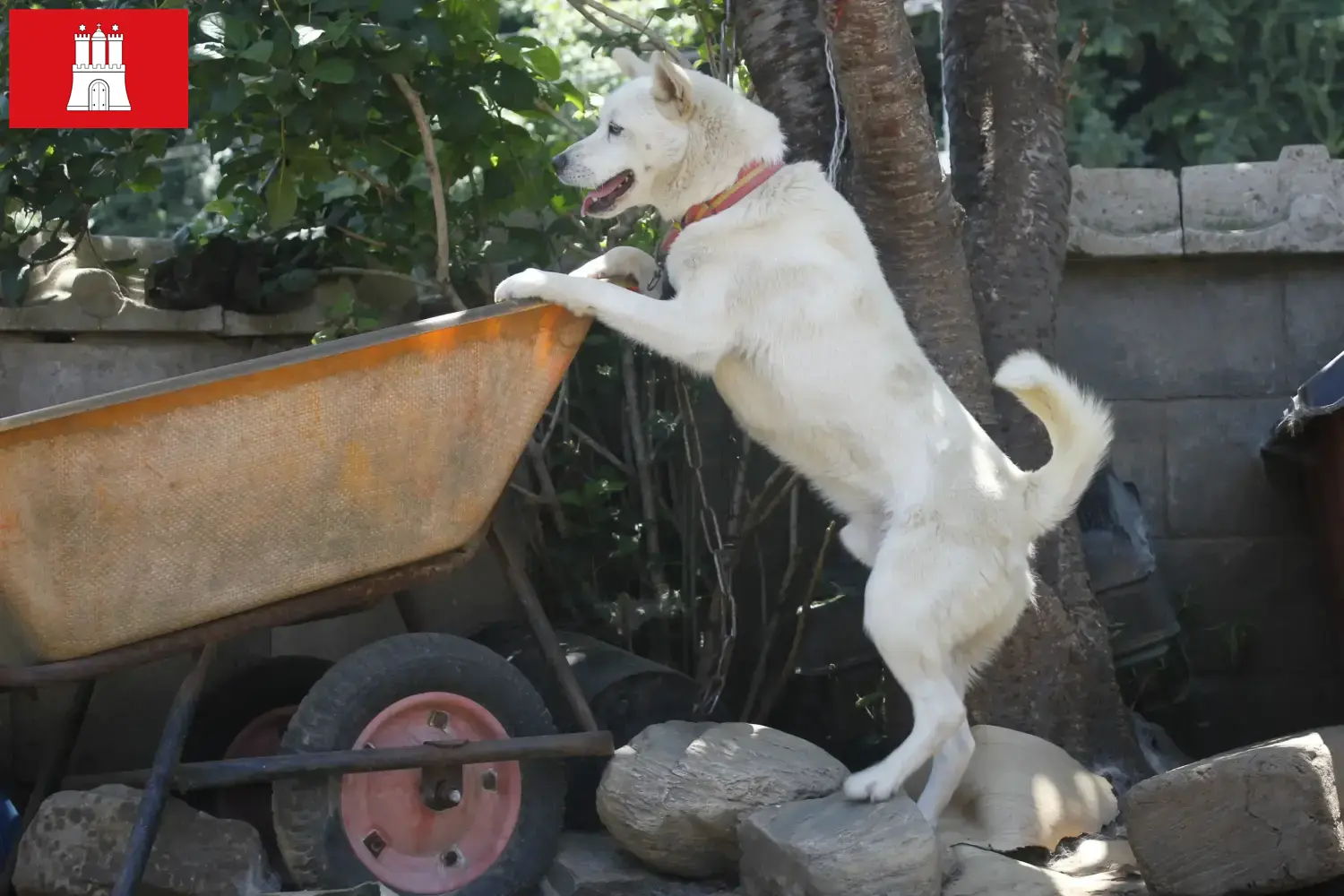 Korea Jindo Dog Chiots et éleveurs Hambourg Ici, tu trouveras les éleveurs de Korea Jindo Dogs à Hambourg.