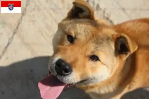 Lire la suite à propos de l’article Korea Jindo Dog Éleveurs et chiots en Hesse