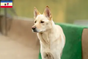 Lire la suite à propos de l’article Korea Jindo Dog éleveurs et chiots dans le Mecklembourg-Poméranie occidentale