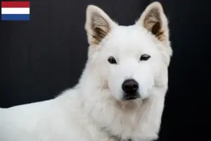 Lire la suite à propos de l’article Korea Jindo Dog éleveurs et chiots aux Pays-Bas