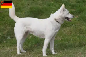 Lire la suite à propos de l’article Korea Jindo Dog éleveurs et chiots en Rhénanie-Palatinat