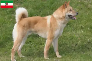 Lire la suite à propos de l’article Korea Jindo Dog Éleveurs et chiots en Rhénanie-du-Nord-Westphalie