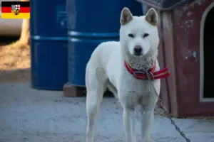 Lire la suite à propos de l’article Korea Jindo Dog éleveurs et chiots en Sarre