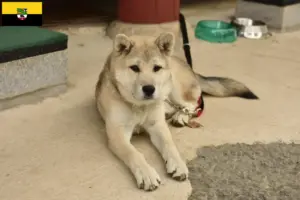 Lire la suite à propos de l’article Korea Jindo Dog éleveurs et chiots en Saxe-Anhalt