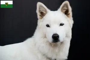 Lire la suite à propos de l’article Korea Jindo Dog éleveurs et chiots en Saxe