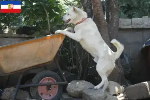 Lire la suite à propos de l’article Korea Jindo Dog éleveurs et chiots dans le Schleswig-Holstein