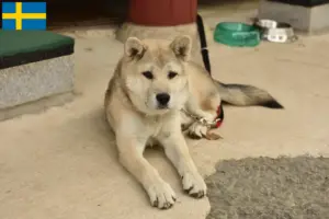 Lire la suite à propos de l’article Korea Jindo Dog Éleveurs et chiots en Suède