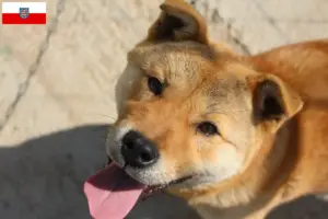 Lire la suite à propos de l’article Korea Jindo Dog éleveurs et chiots en Thuringe