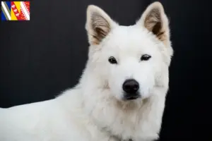 Lire la suite à propos de l’article Corée Jindo Dog Éleveurs et chiots en Grand Est