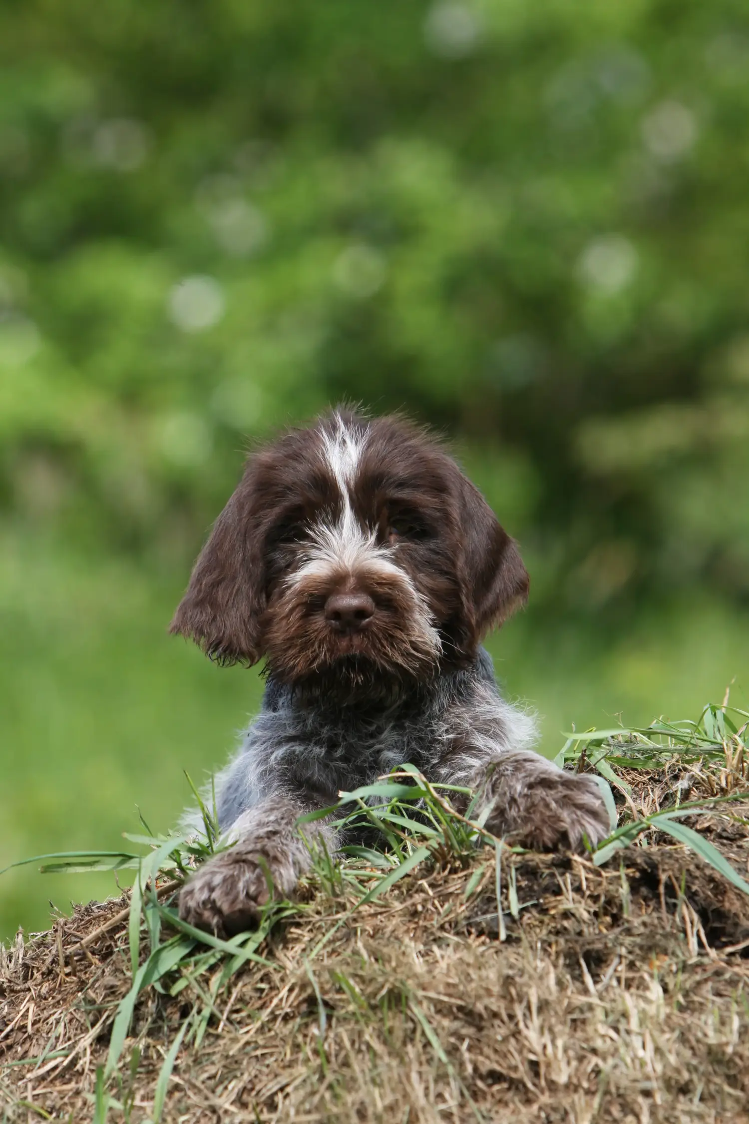 Acheter un chiot Griffon d'arrêt à poil dur, c'est prendre ses responsabilités ! Acheter des chiots Griffon de Korthals.