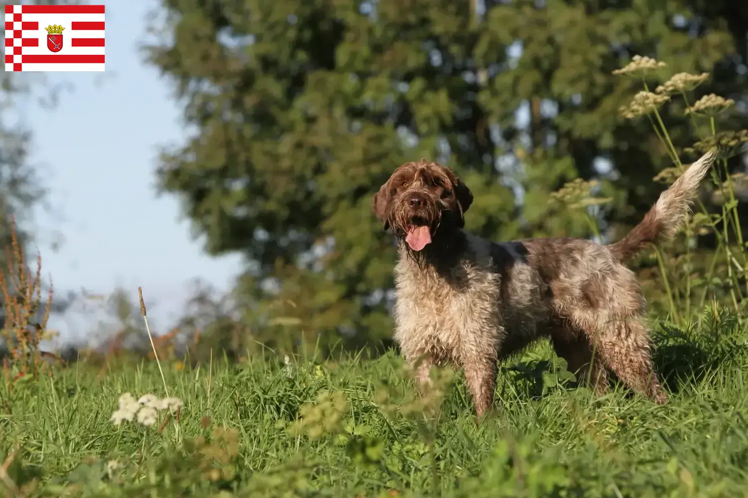 Korthals Griffon chiots et éleveurs Bremen Ici tu trouves Griffon d'arrêt à poil durs éleveurs à Bremen.