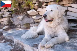 Lire la suite à propos de l’article Éleveurs de Kuvasz et chiots en République tchèque