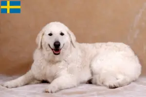 Lire la suite à propos de l’article Éleveurs de Kuvasz et chiots en Suède