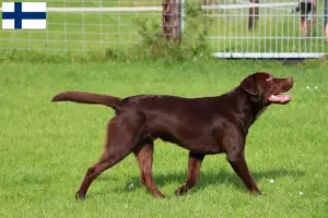 Lire la suite à propos de l’article Éleveurs de Labradors et chiots en Finlande