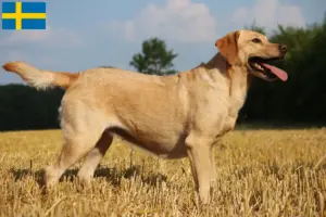 Lire la suite à propos de l’article Éleveurs de Labradors et chiots en Suède