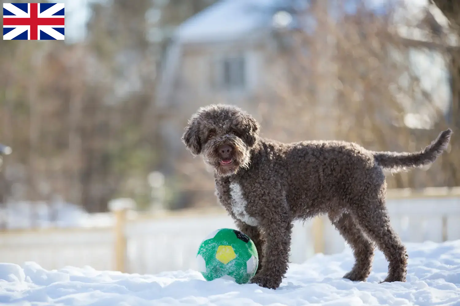 Lagotto Romagnolo chiots et éleveurs Grande-Bretagne Ici, tu trouveras les éleveurs de Lagotto Romagnolo en Grande-Bretagne.