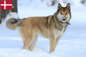 Lire la suite à propos de l’article Laika éleveurs et chiots au Danemark