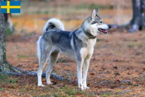 Lire la suite à propos de l’article Laika éleveurs et chiots en Suède
