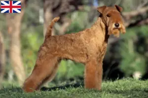 Lire la suite à propos de l’article Éleveurs de Lakeland Terrier et chiots en Grande-Bretagne