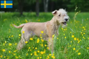 Lire la suite à propos de l’article Éleveurs de Lakeland Terriers et chiots en Suède