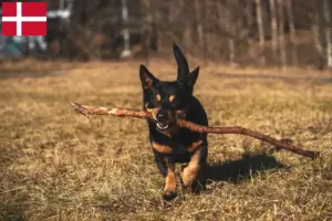 Lire la suite à propos de l’article Lancashire Heeler éleveurs et chiots au Danemark
