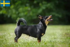 Lire la suite à propos de l’article Lancashire Heeler éleveurs et chiots en Suède