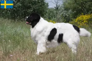 Lire la suite à propos de l’article Éleveurs de Landseer et chiots en Suède