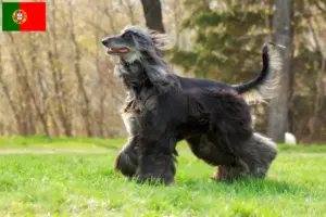 Lire la suite à propos de l’article Éleveurs de lévriers afghans et chiots au Portugal