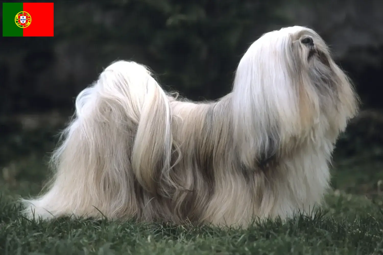 Lhasa Apso chiots et éleveurs Portugal Ici tu trouves des éleveurs de Lhasa Apsos au Portugal.