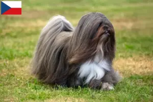 Lire la suite à propos de l’article Lhasa Apso éleveurs et chiots en République tchèque