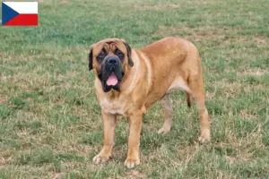 Lire la suite à propos de l’article Éleveurs de Mastiffs et chiots en République tchèque